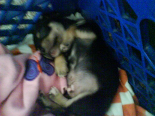 kuando juega mucho se cansa y luego se duerme